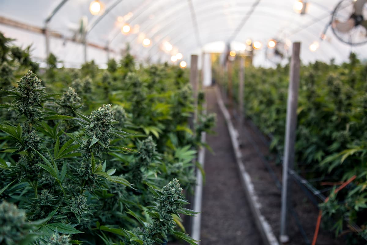 Indoor cannabis grow