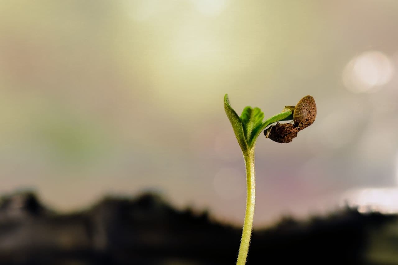 Young cannabis seedling emerging from soil