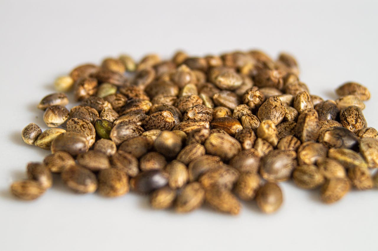 Cannabis seeds close-up macro photograph