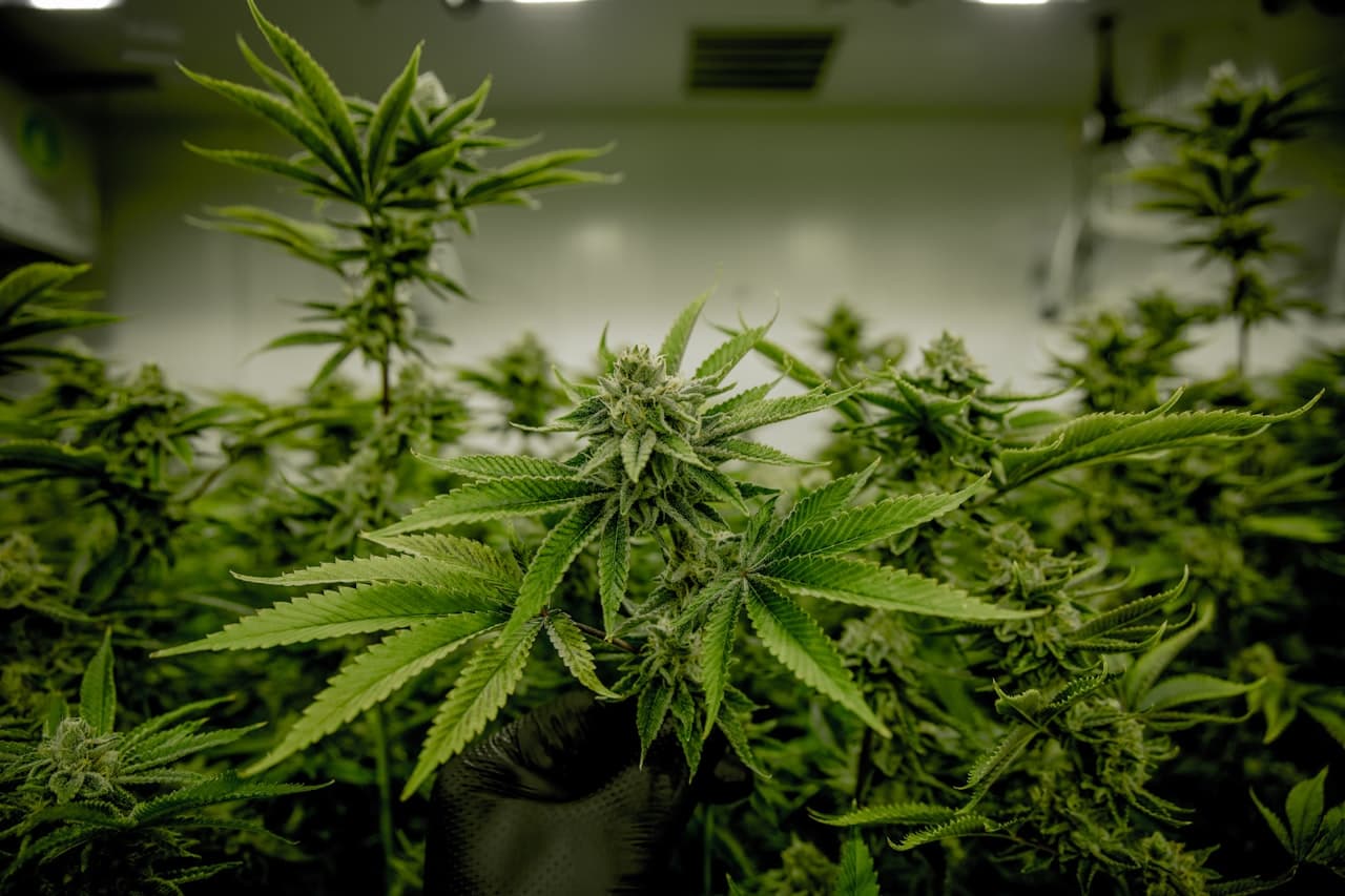 Compact autoflowering cannabis plant in pot