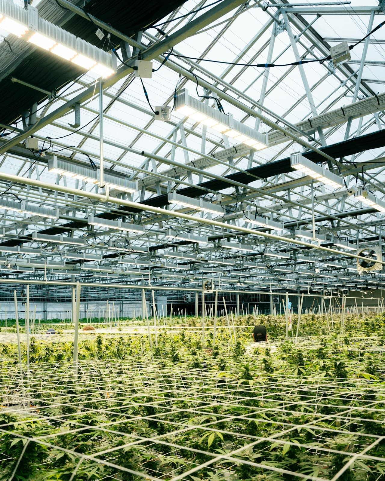 Cannabis plants at different stages growing in an indoor greenhouse