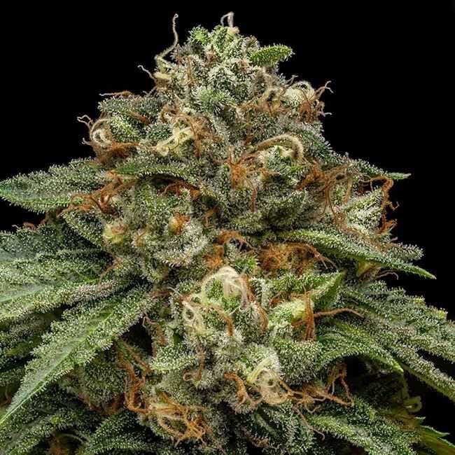 Kroma Feminised Seeds