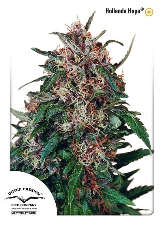 Holland's Hope Feminized Seeds