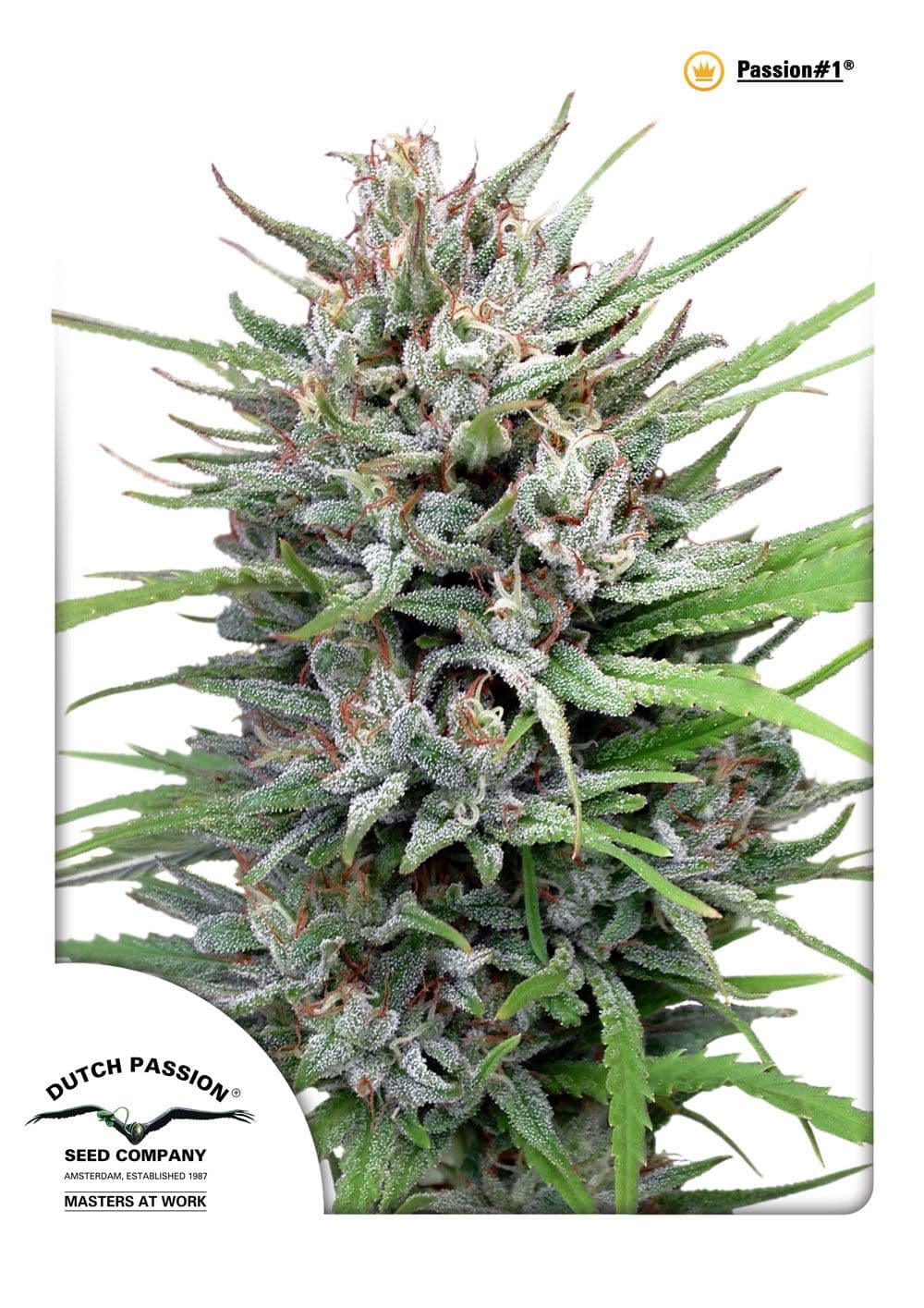 Passion #1 Feminised Seeds