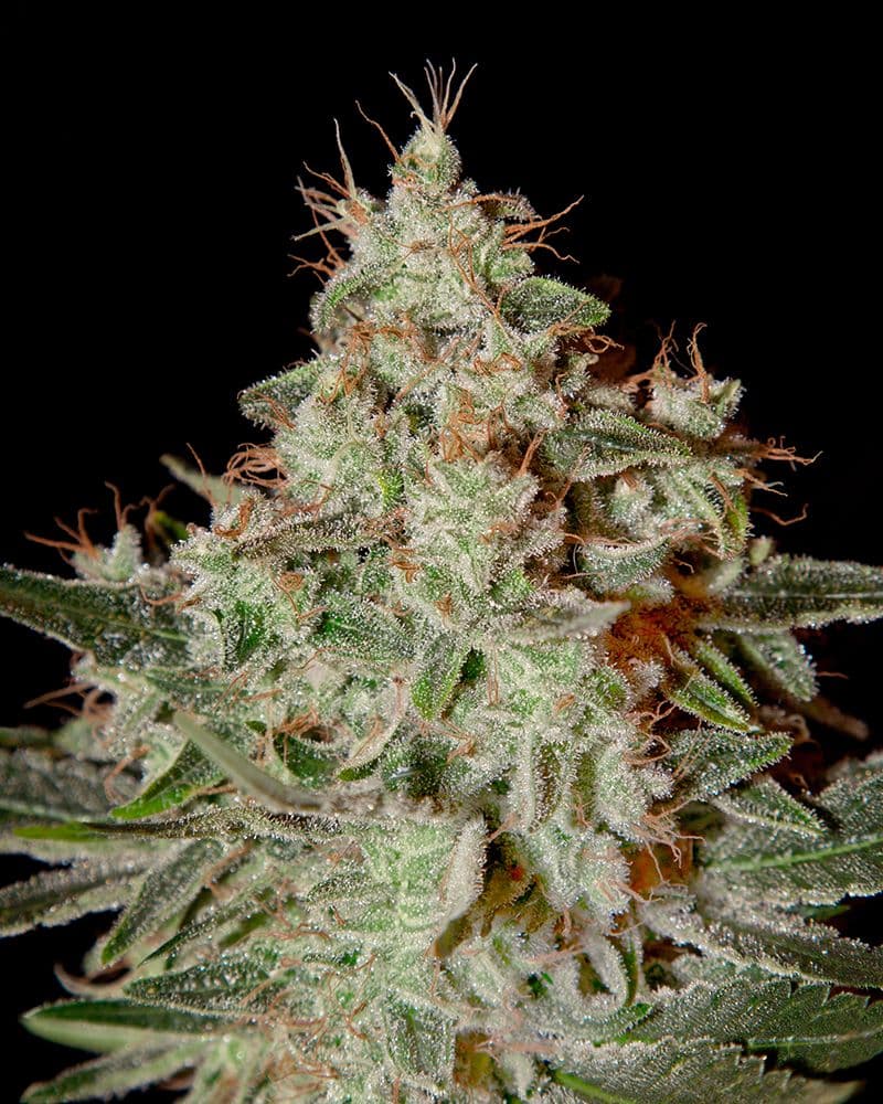 Lemon Skunk Feminised Seeds