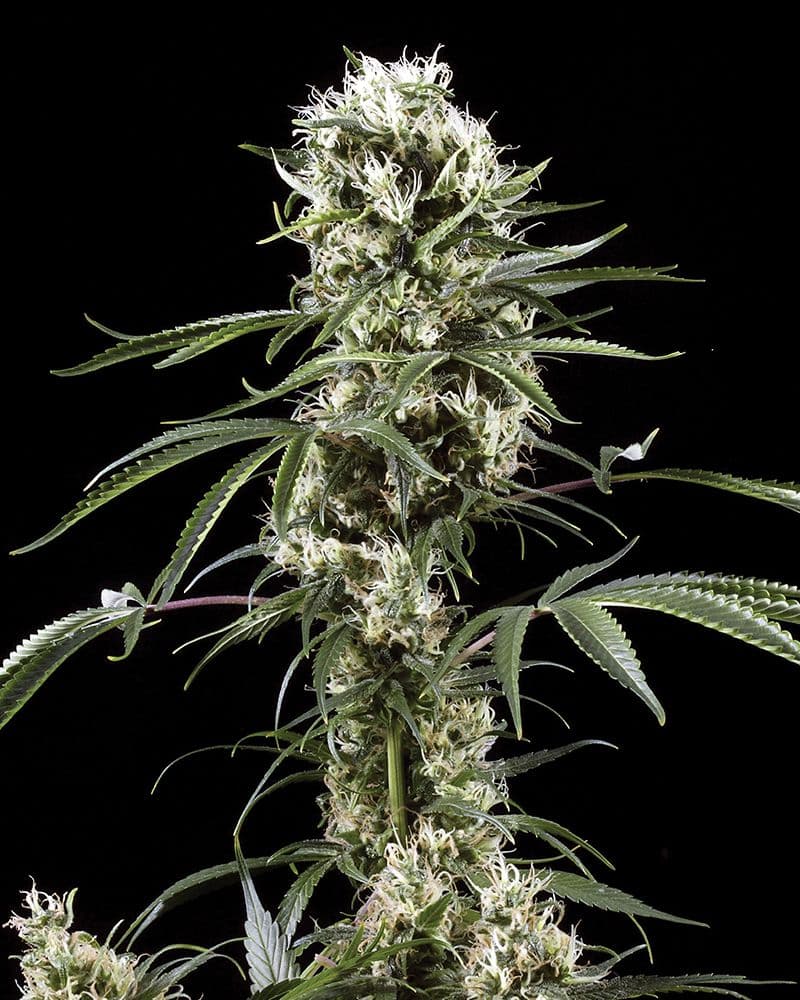 Super Lemon Haze Feminised Seeds
