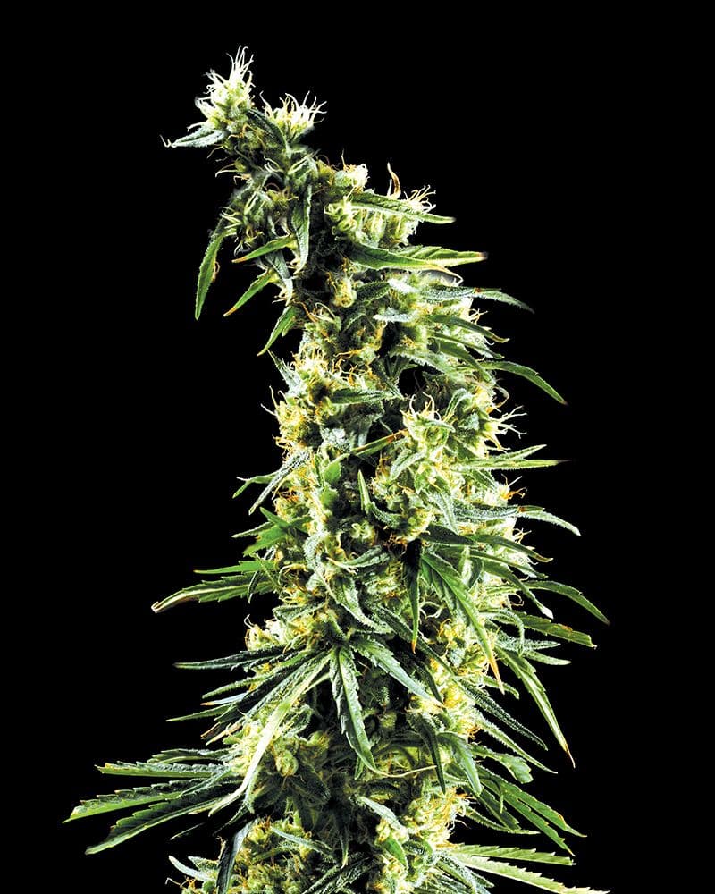 Hawaiian Snow Feminised Seeds
