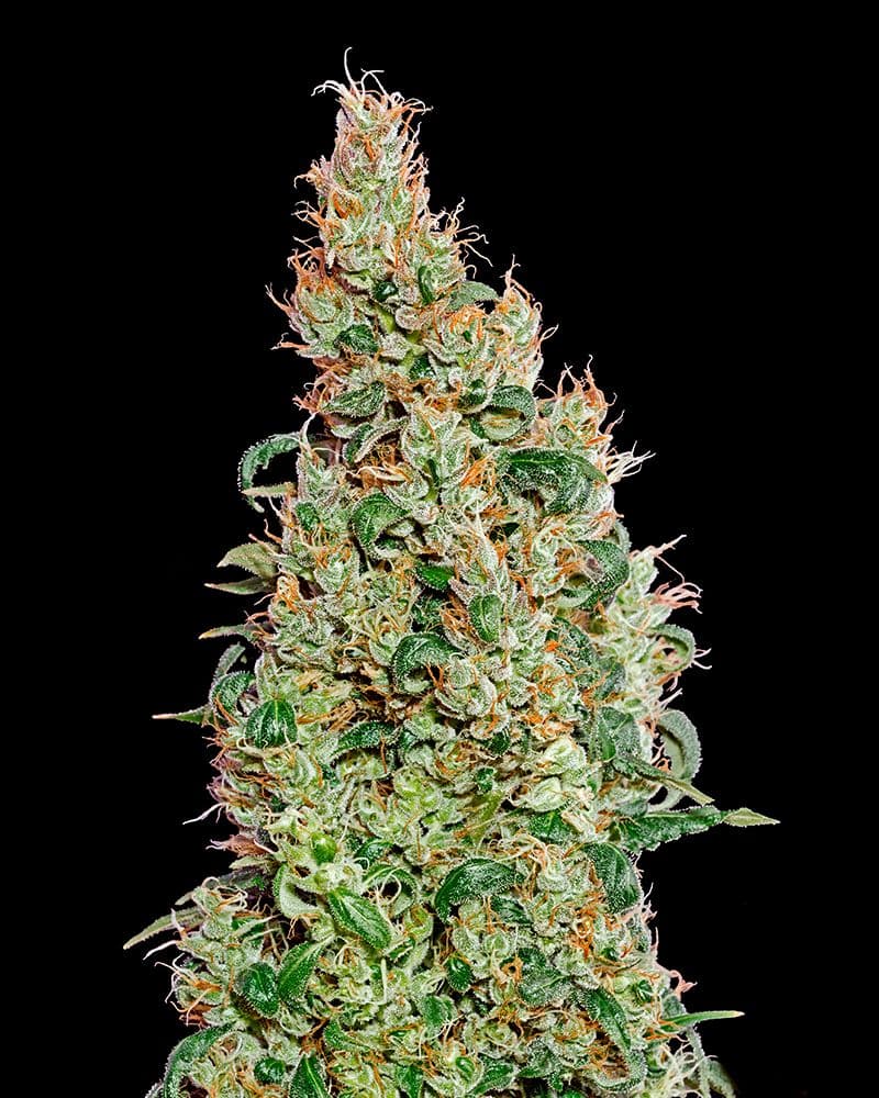 Green-O-Matic Auto Feminised Seeds