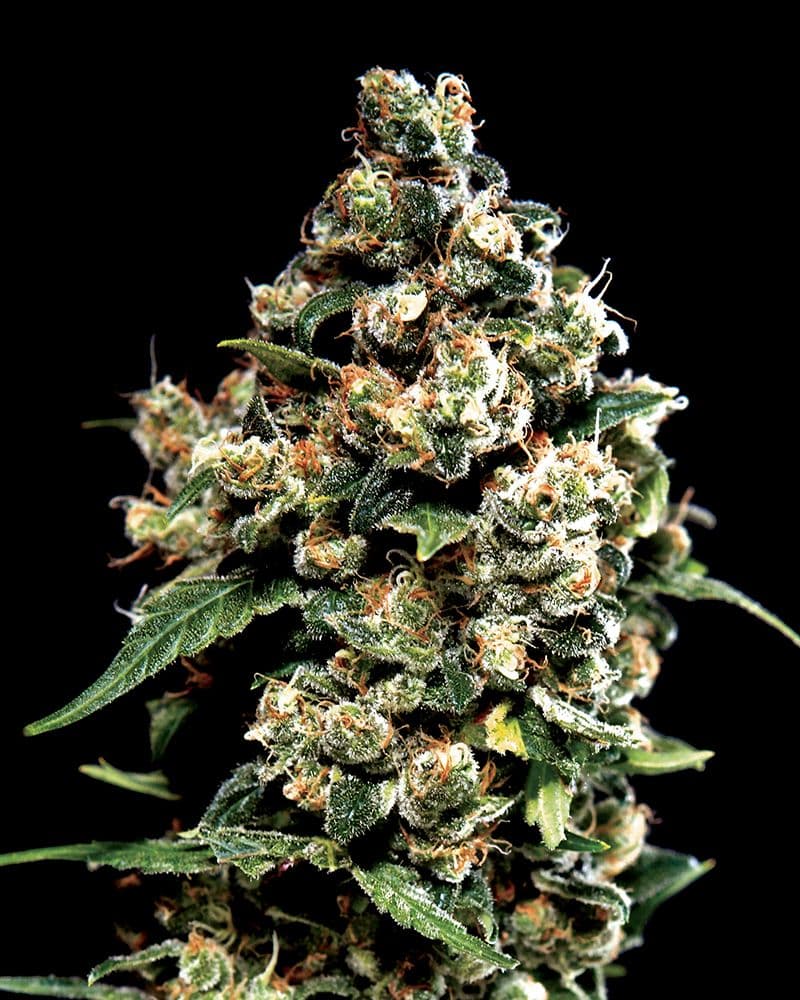 Jack Herer Feminized Seeds