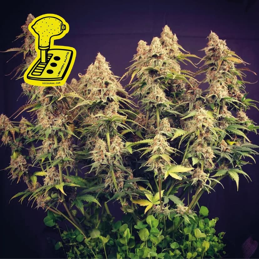 Lemon Auto Feminised Seeds
