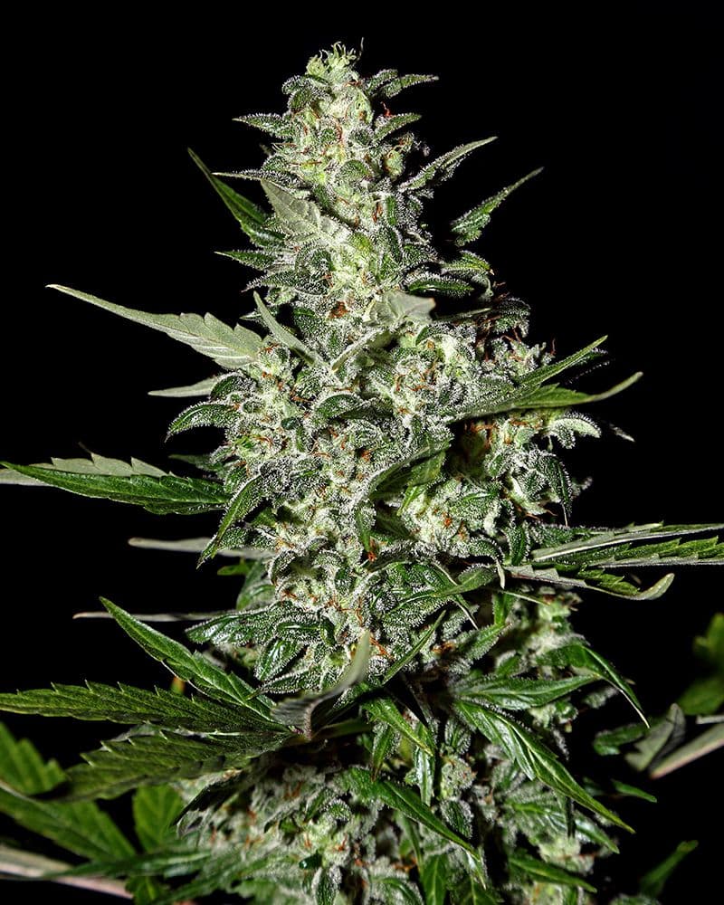 Super Critical AUTO Feminised Seeds
