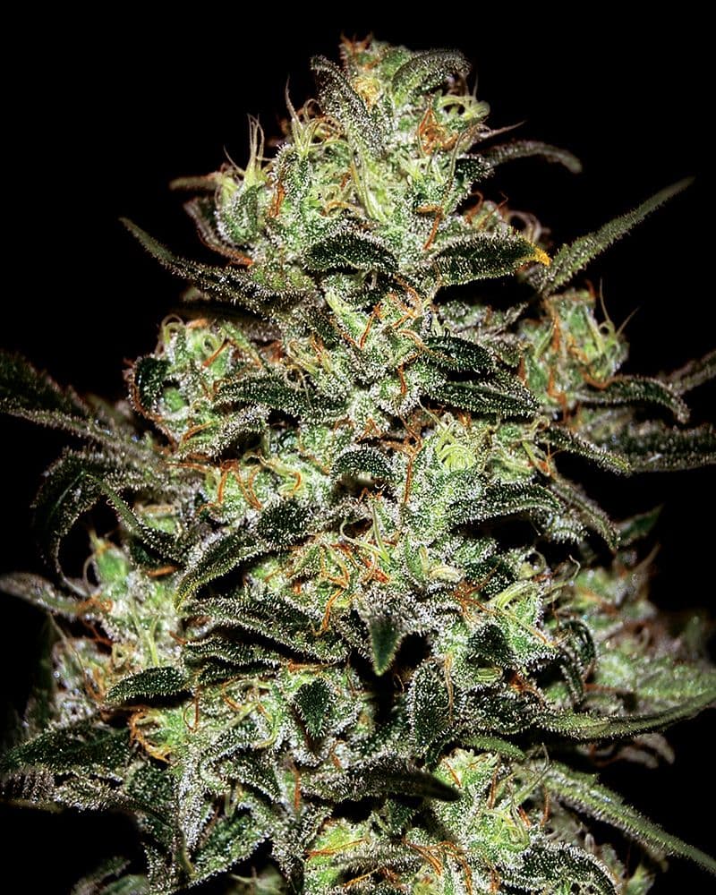 Moby Dick Feminised Seeds