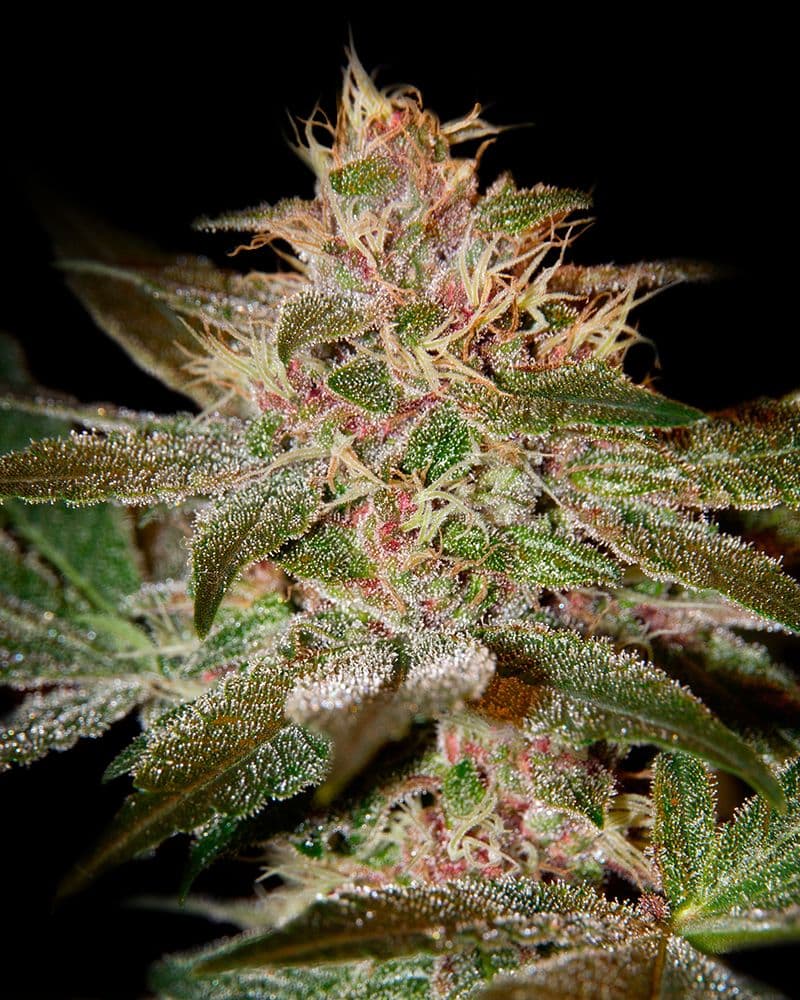Pure Kush Feminised Seeds