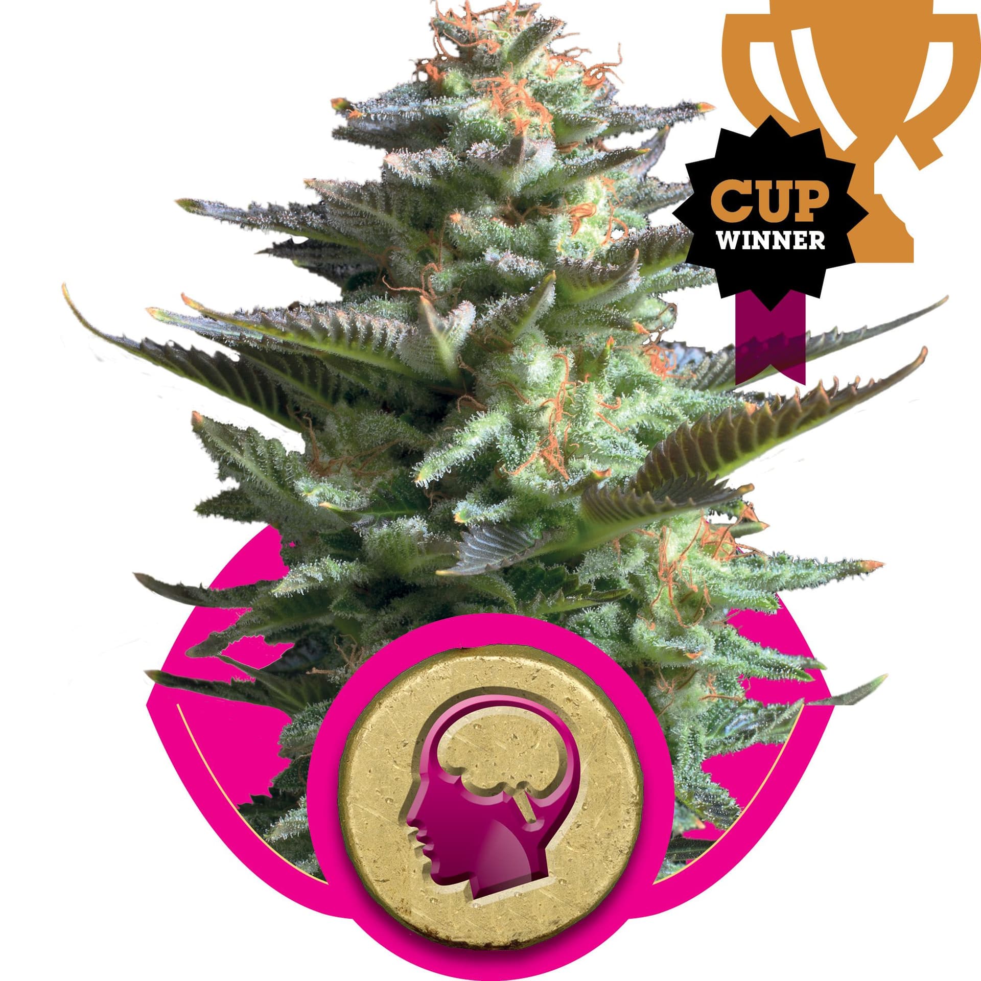 Amnesia Haze Feminised Seeds