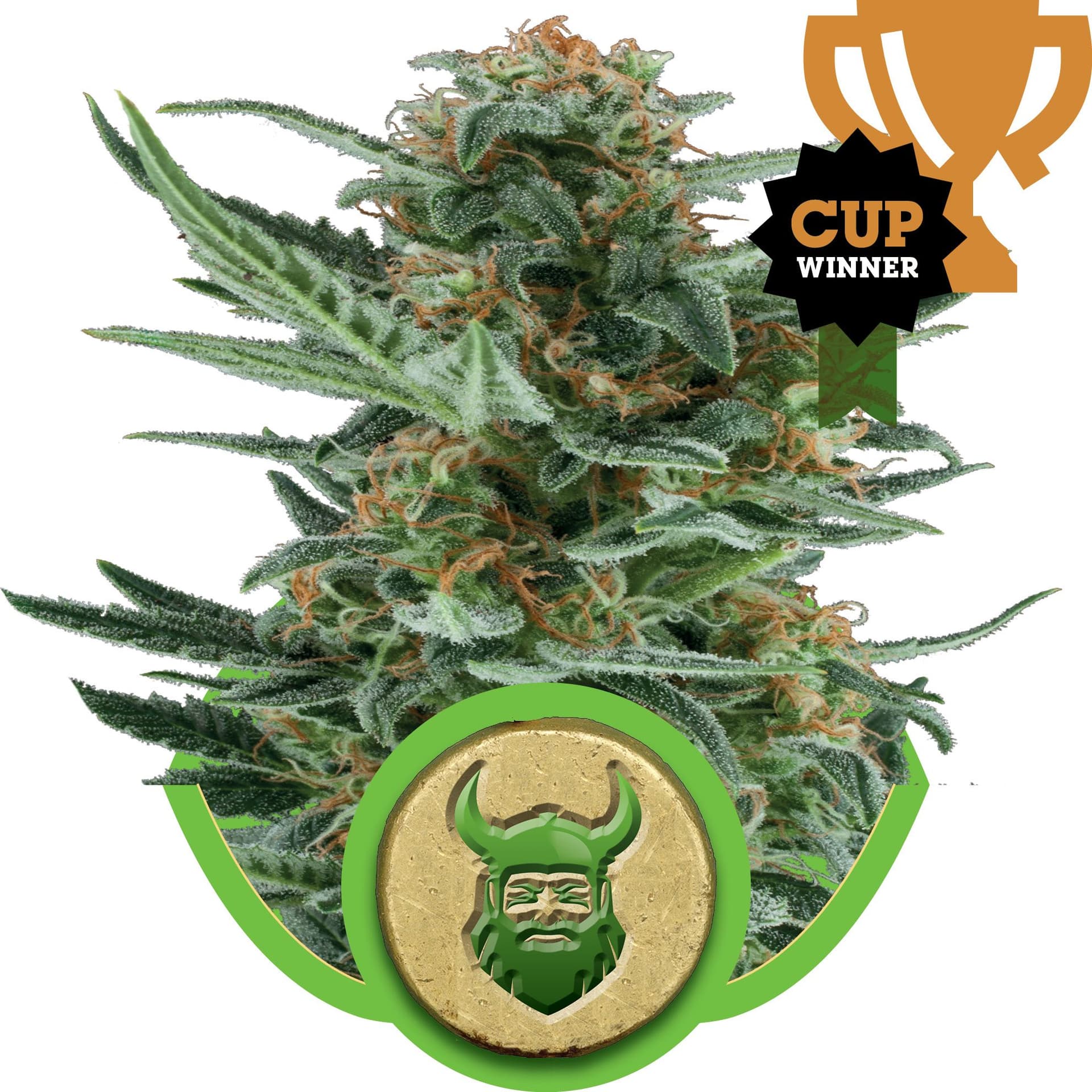 Royal Dwarf Auto Feminised Seeds