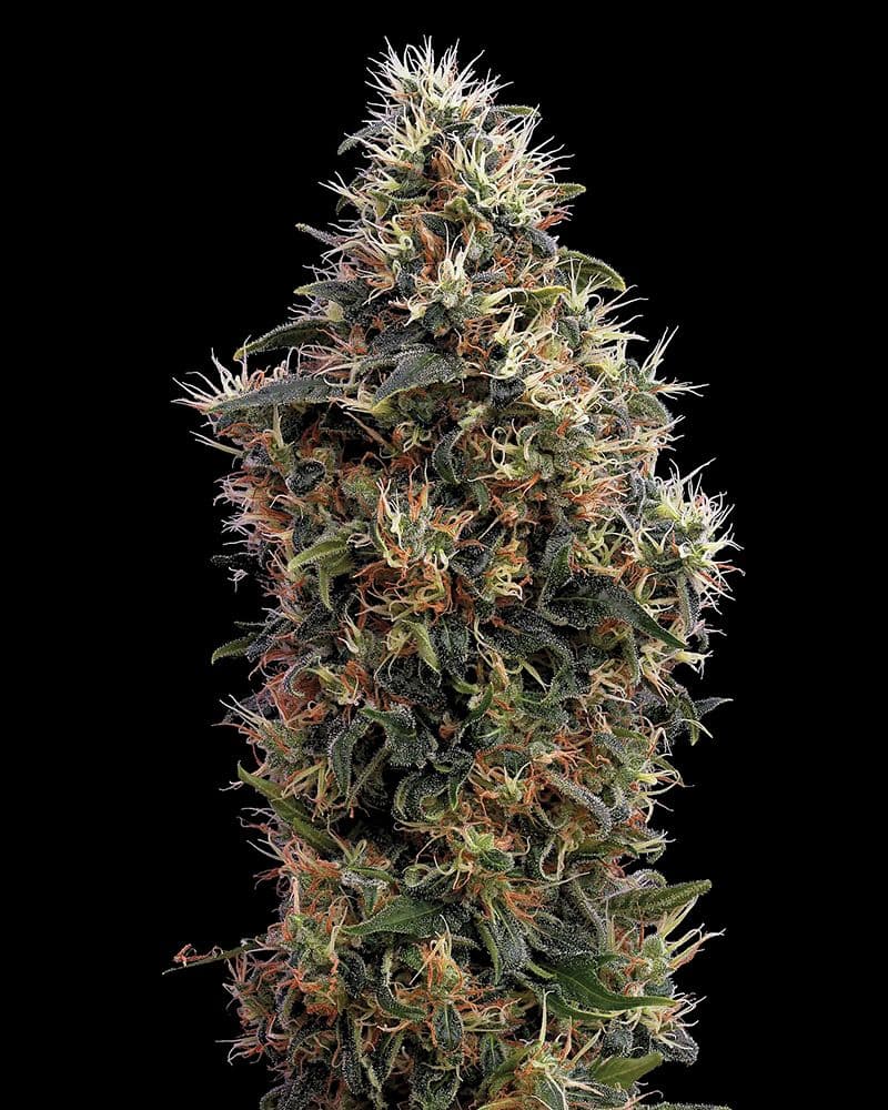 Sweet Mango AUTO Feminised Seeds