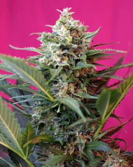 Big Devil XL Auto Feminised Seeds