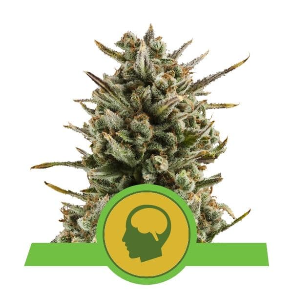 Amnesia Haze Auto Feminised Seeds