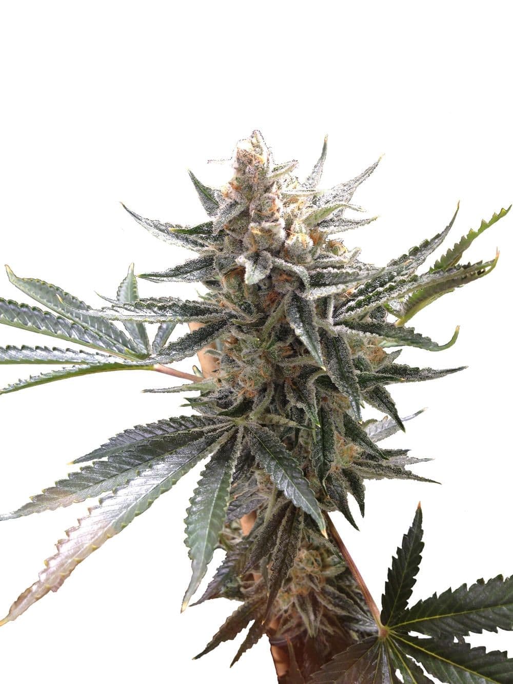 Tangie Regular Seeds