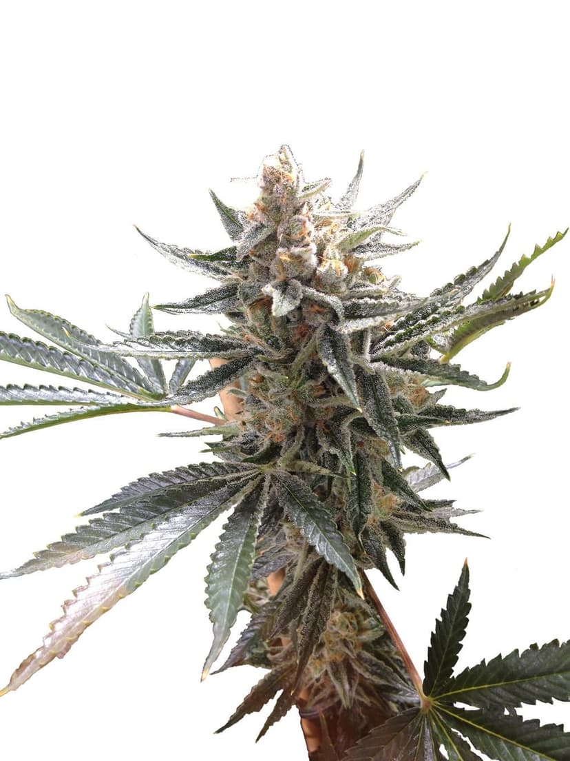 Tangie Regular Seeds
