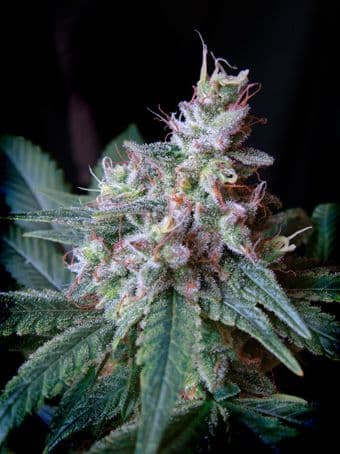 Cream Caramel F1 FAST Version Feminised Seeds