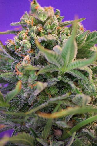 Sweet Cheese F1 FAST Version Feminised Seeds