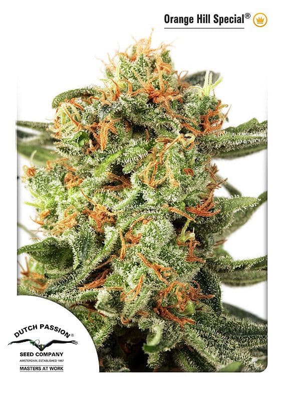 Orange Hill Special Feminised Seeds