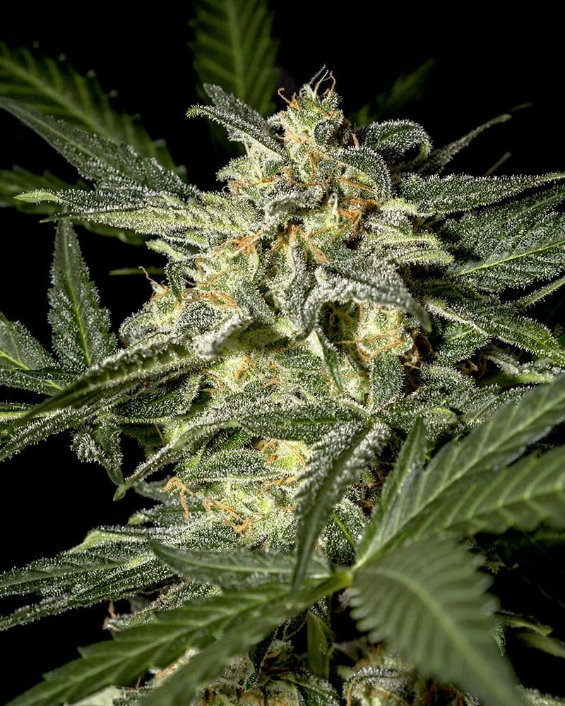 White Widow Auto Feminised Seeds