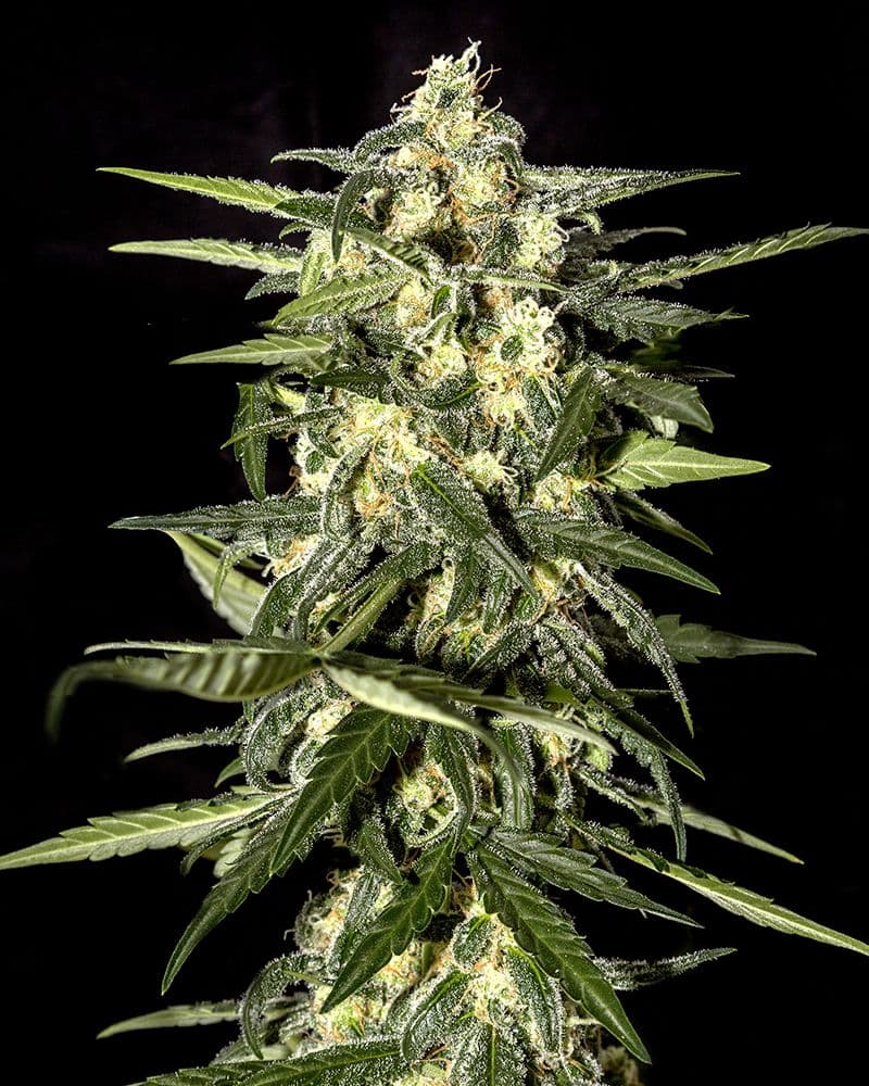 Jack Herer Auto Feminised Seeds