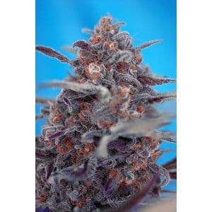 Devil Cream Auto Feminised Seeds