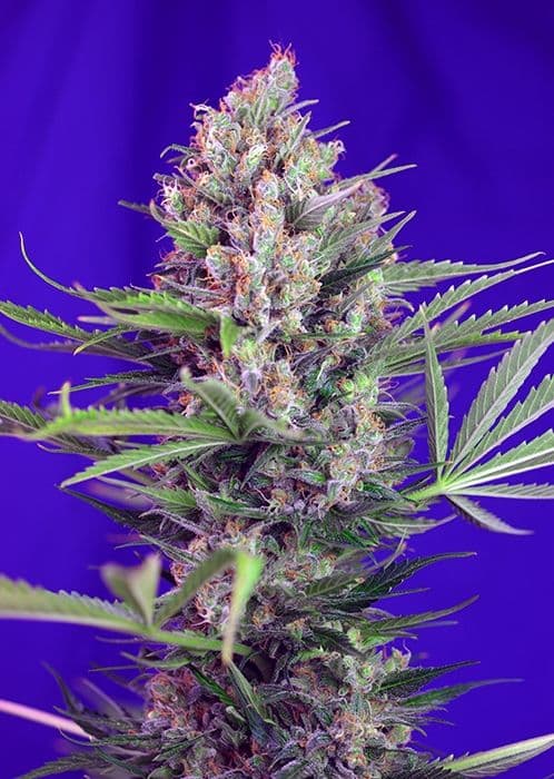 Cream Mandarine F1 FAST Version Feminised Seeds