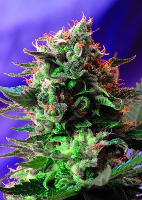 Jack 47 F1 FAST Version Feminised Seeds