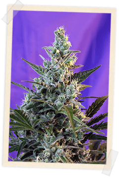 Sweet Skunk F1 FAST Version Feminised Seeds