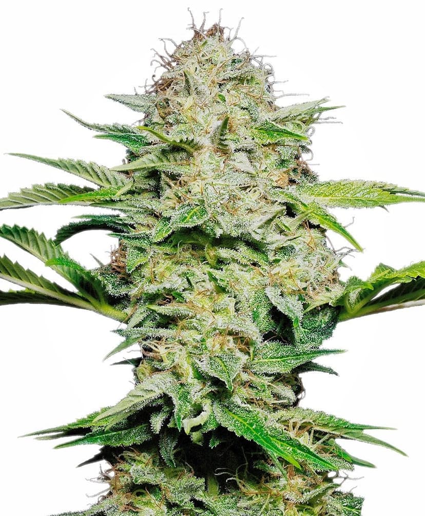 Sensi Skunk Auto Feminised Seeds