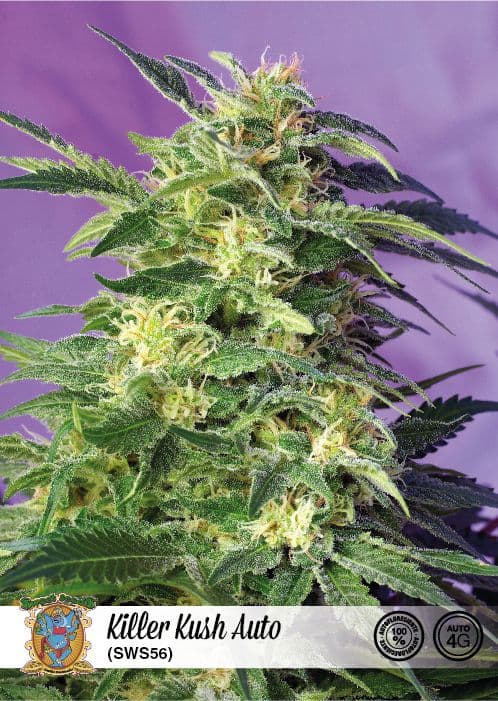 Killer Kush Auto Feminised Seeds