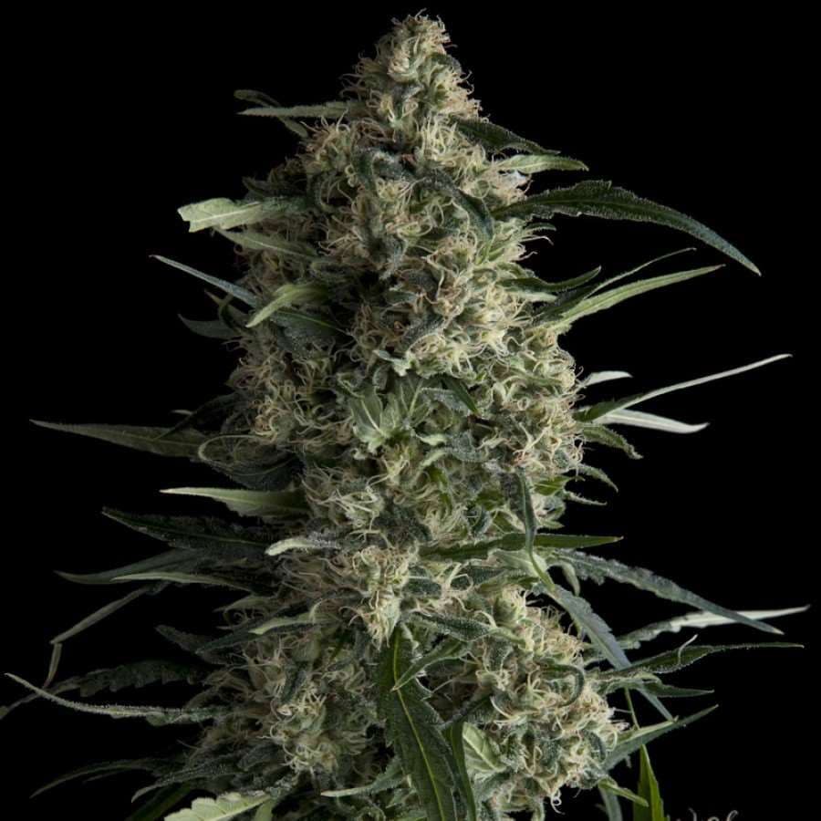 Galaxy Feminised Seeds
