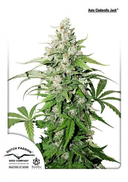 Cinderella Jack Auto Feminised Seeds