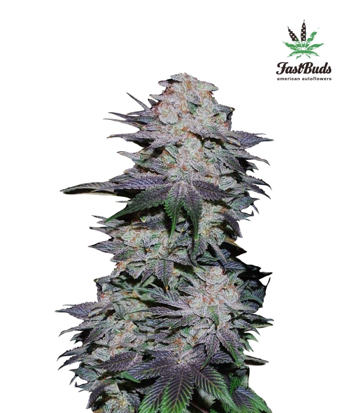 Blackberry Auto Feminised Seeds