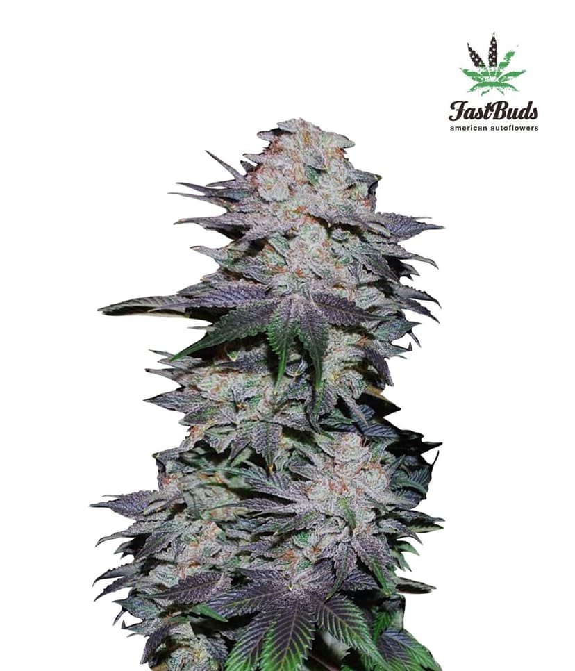 Blackberry Auto Feminised Seeds