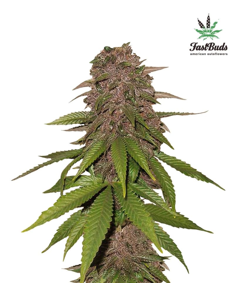 C4 Auto Feminised Seeds