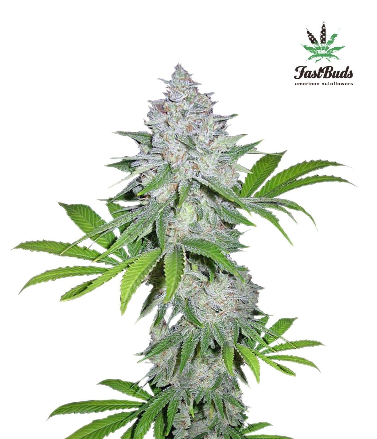 Californian Snow Auto Feminised Seeds