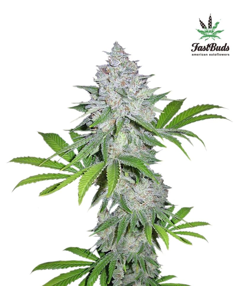 Californian Snow Auto Feminised Seeds