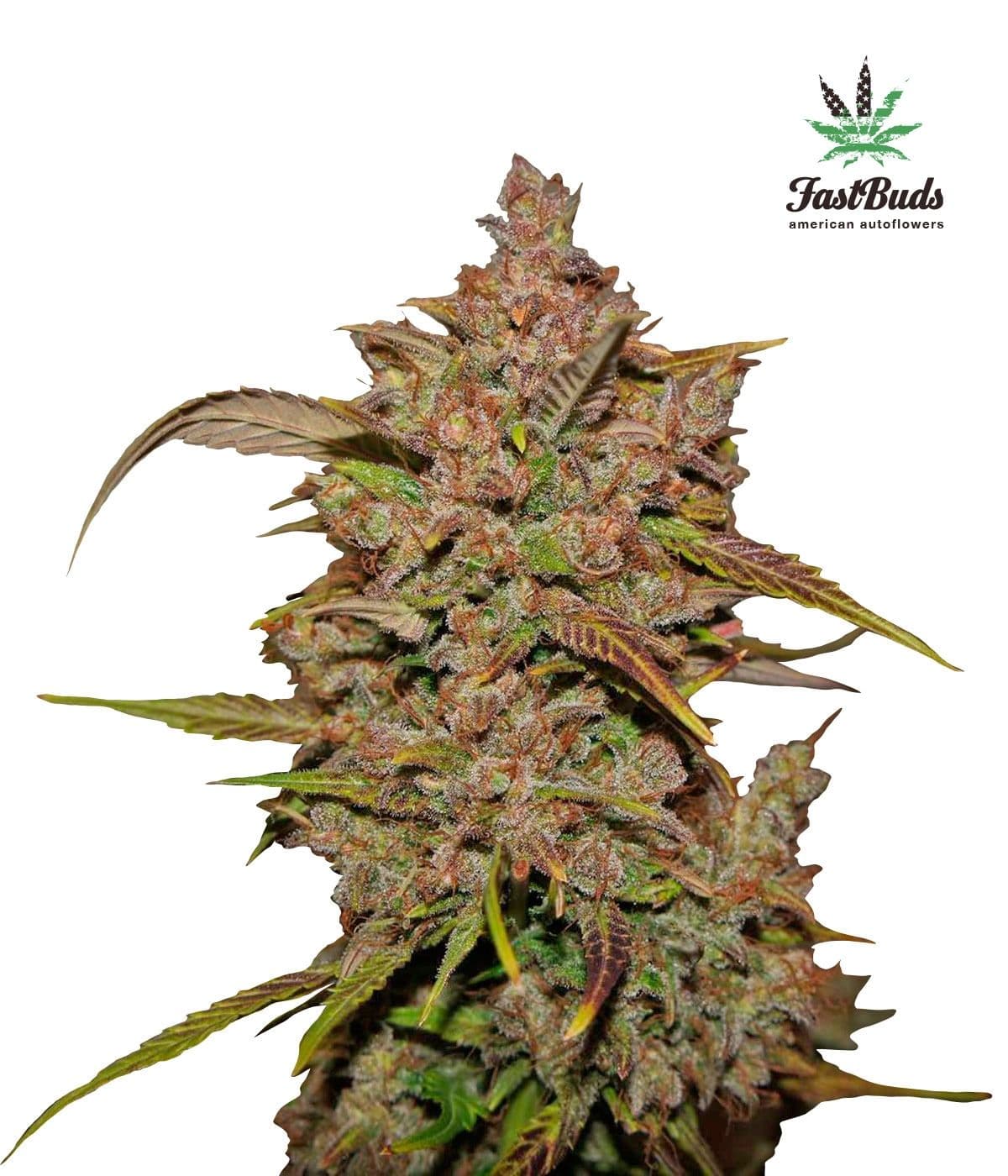 Crystal METH Auto Feminised Seeds
