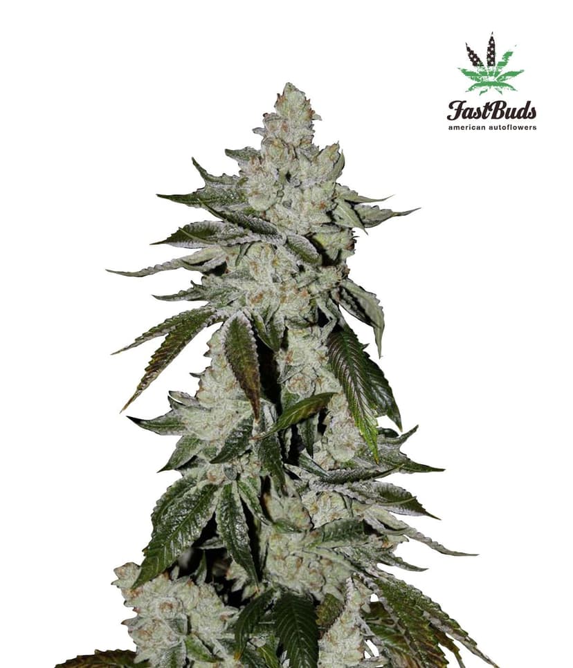 Girl Scout Cookies Auto Feminised Seeds