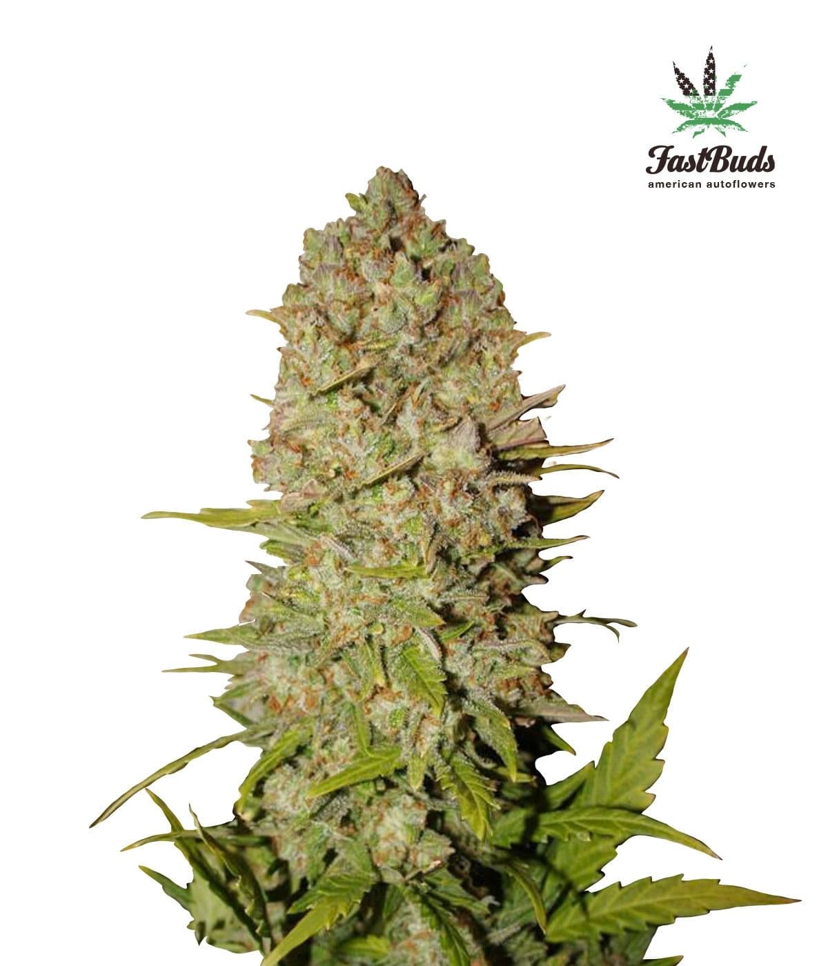 Pineapple Express Auto Feminised Seeds