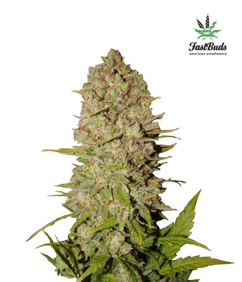 Pineapple Express Auto Feminised Seeds