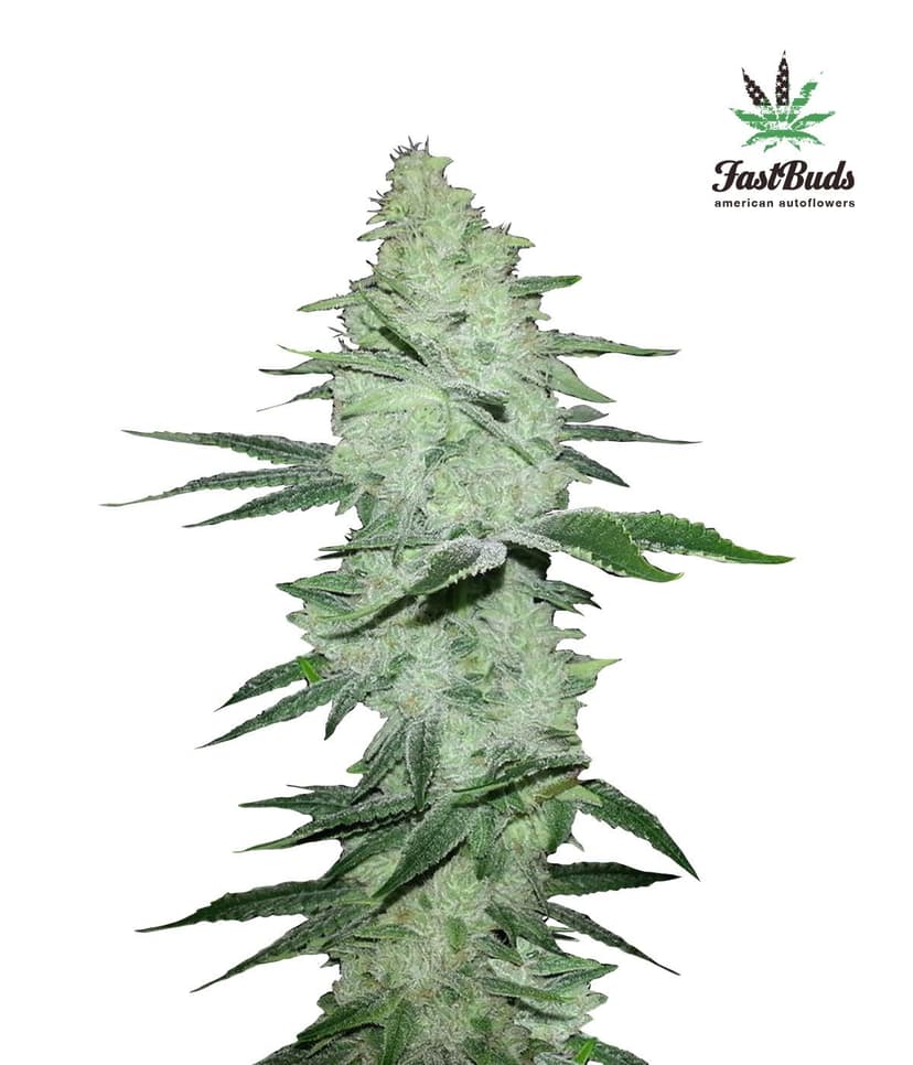 Six Shooter Auto Feminised Seeds