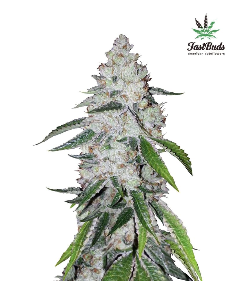 West Coast O.G. Auto Feminised Seeds