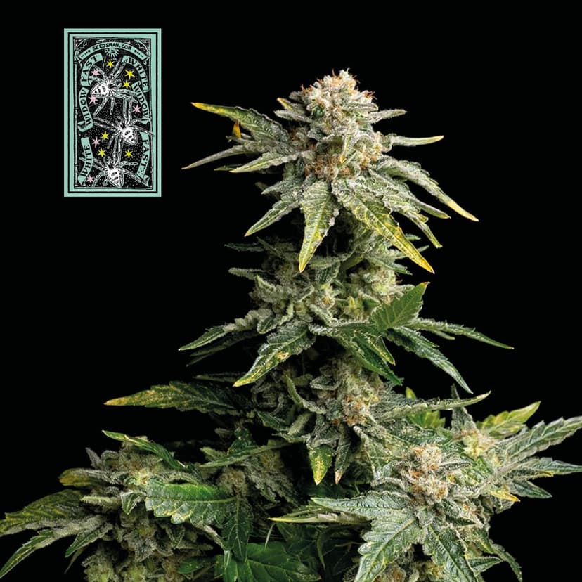 White Widow Fast Feminised Seeds