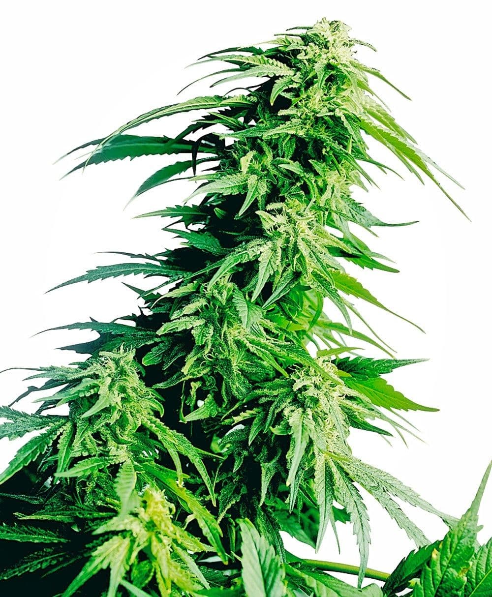 Hindu Kush Feminised Seeds